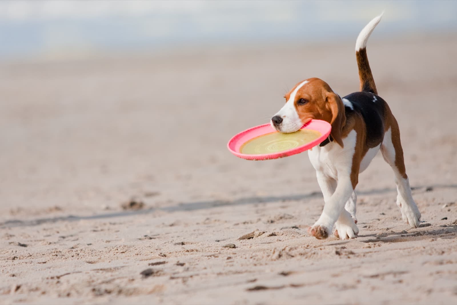 Beagle puppy carrying a pink frisbee on the beach