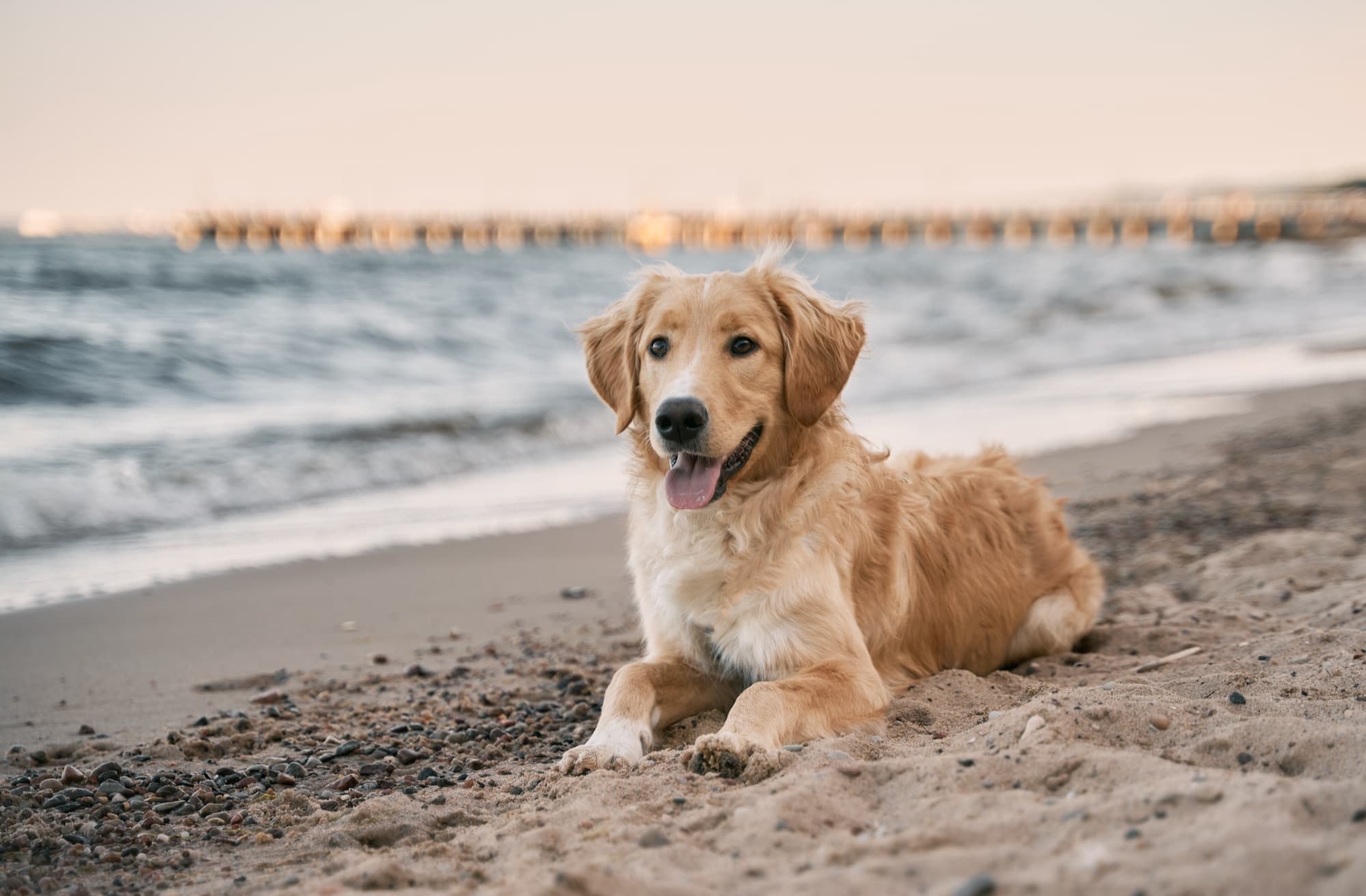 Golden retriever lying on the sand and looking at the camera, with the ocean behind